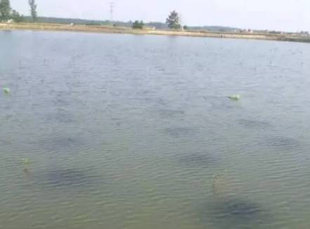 內(nèi)陸水產(chǎn)養(yǎng)殖新手指南 水質(zhì)鑒別與銷(xiāo)售策略