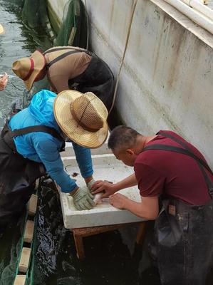 內(nèi)陸水產(chǎn)養(yǎng)殖新突破 省海洋與水產(chǎn)科學(xué)研究院成功實(shí)現(xiàn)加州鱸魚(yú)規(guī)模化繁育